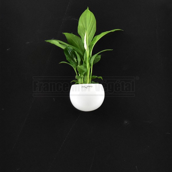 Cache-pot blanc - Ø6cm – La Green Touch